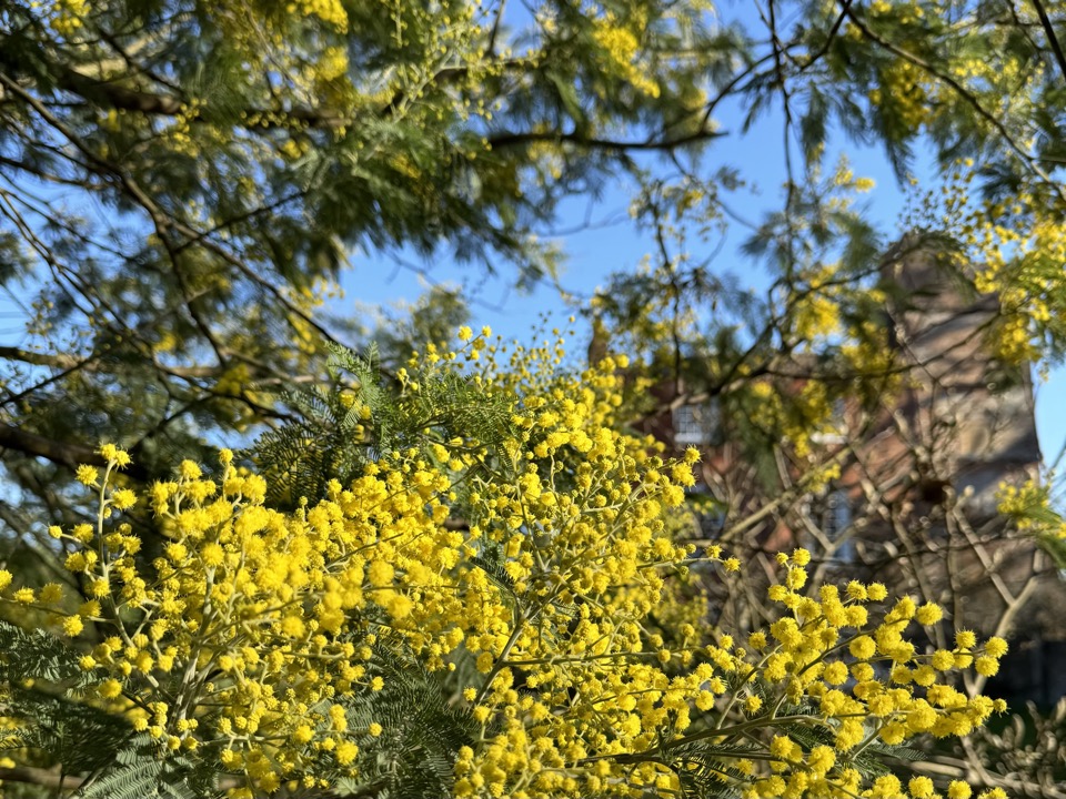 mimosa en angleterre