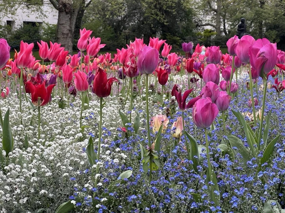 tulipes Londres