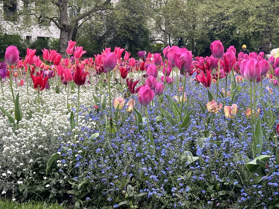 tulipes londres