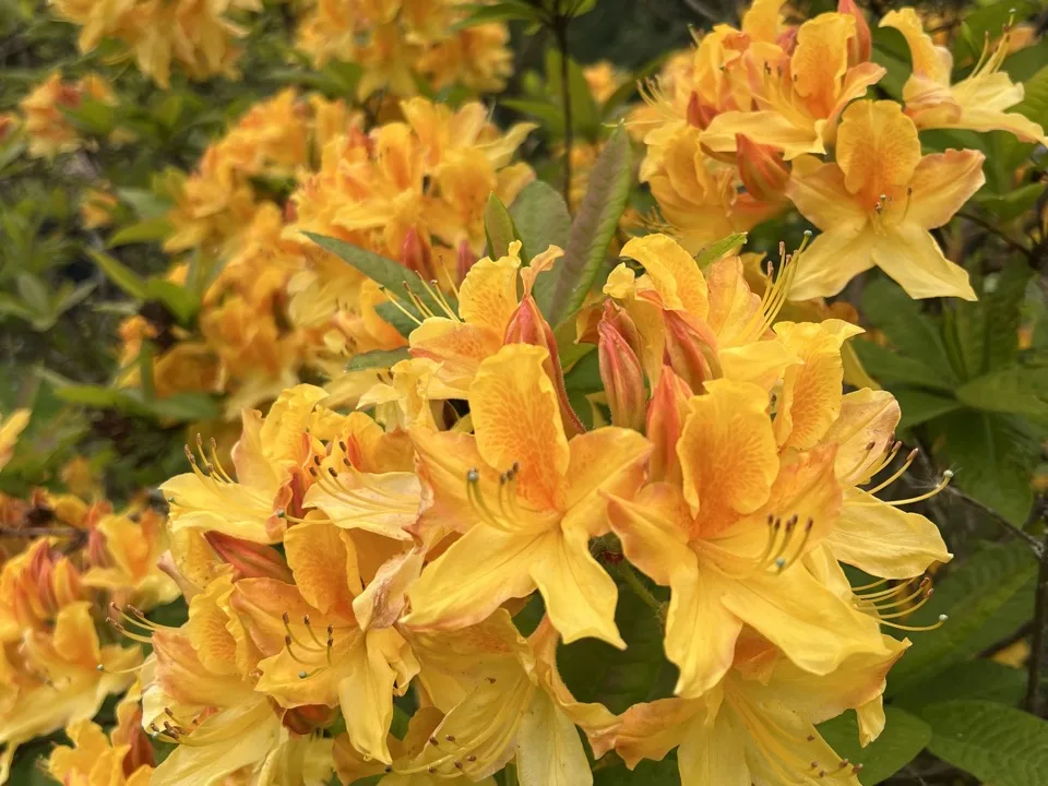 rhododendrons