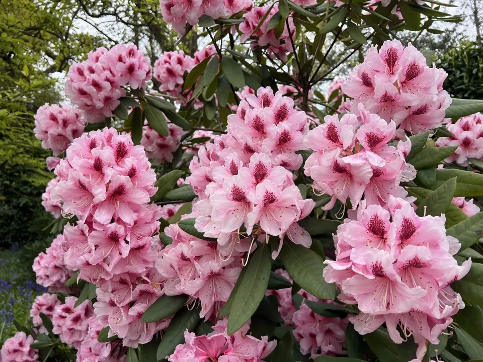 rhododendrons