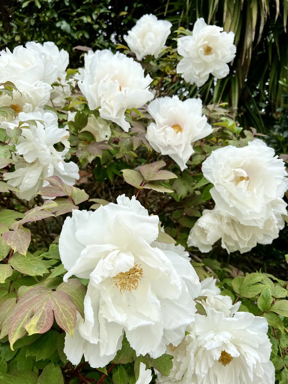 pivoines blanches