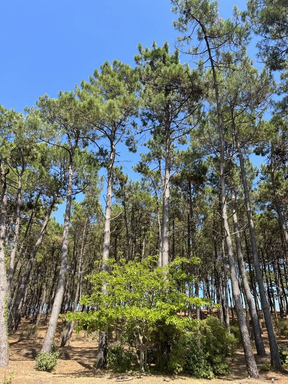 Bassin d'Arcachon en famille