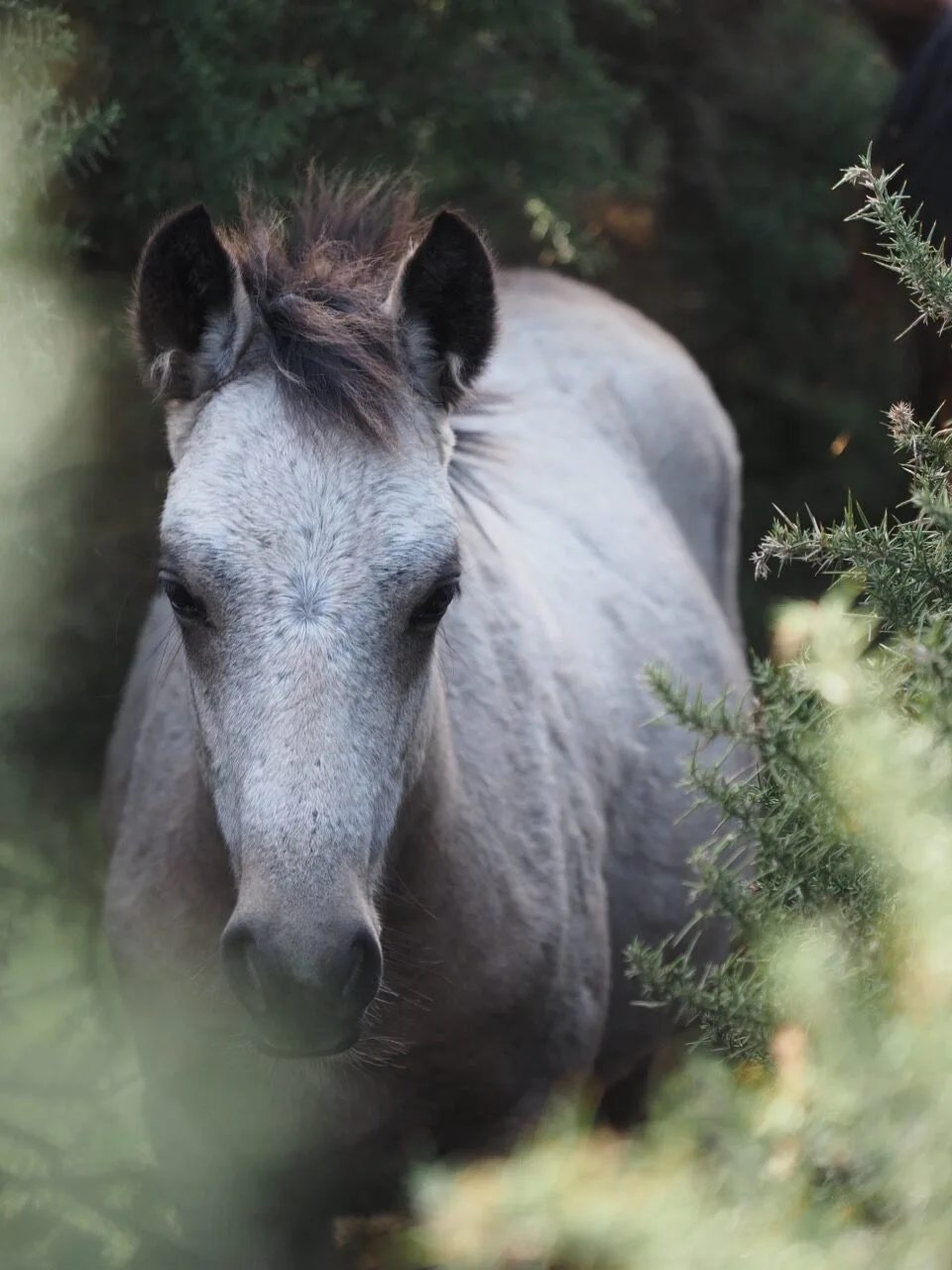 cheval new forest