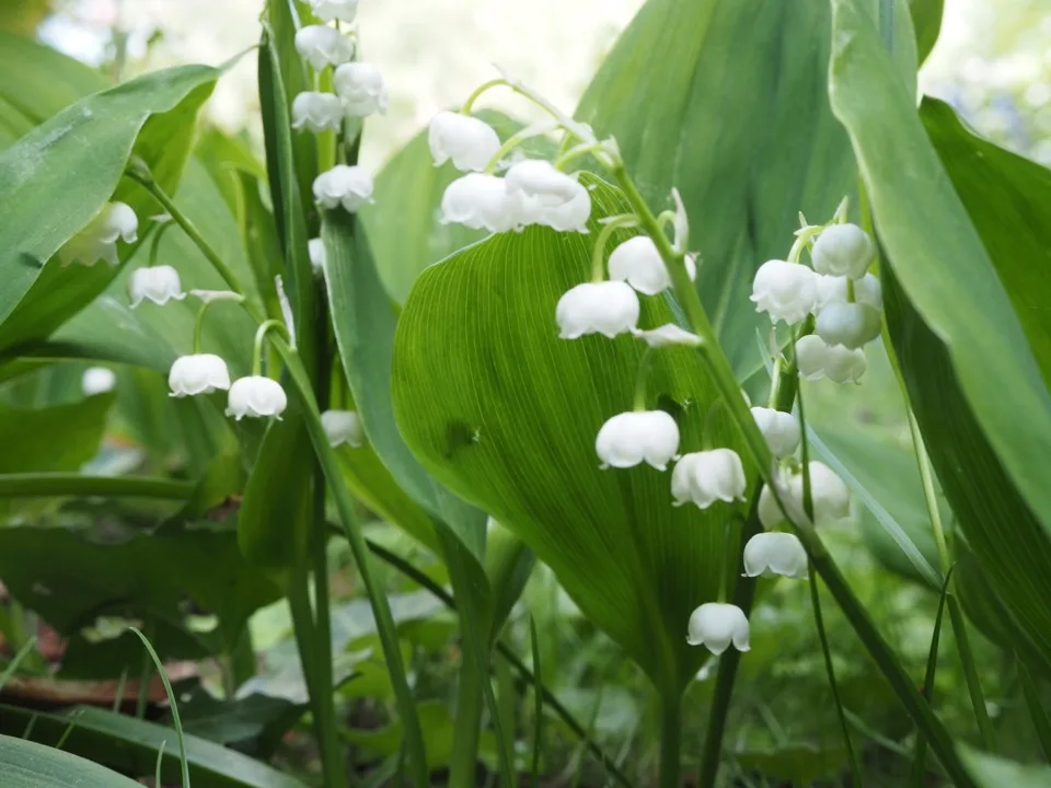 muguet