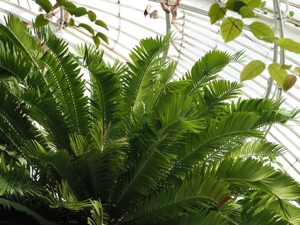 Kew Gardens en une demi-journée