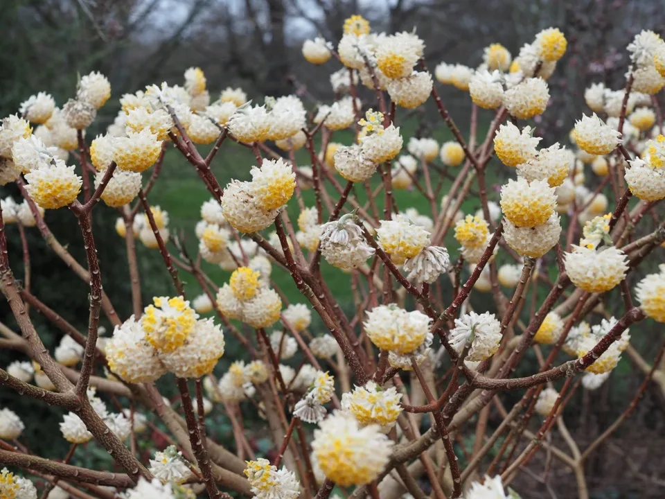 Kew Gardens en une demi-journée