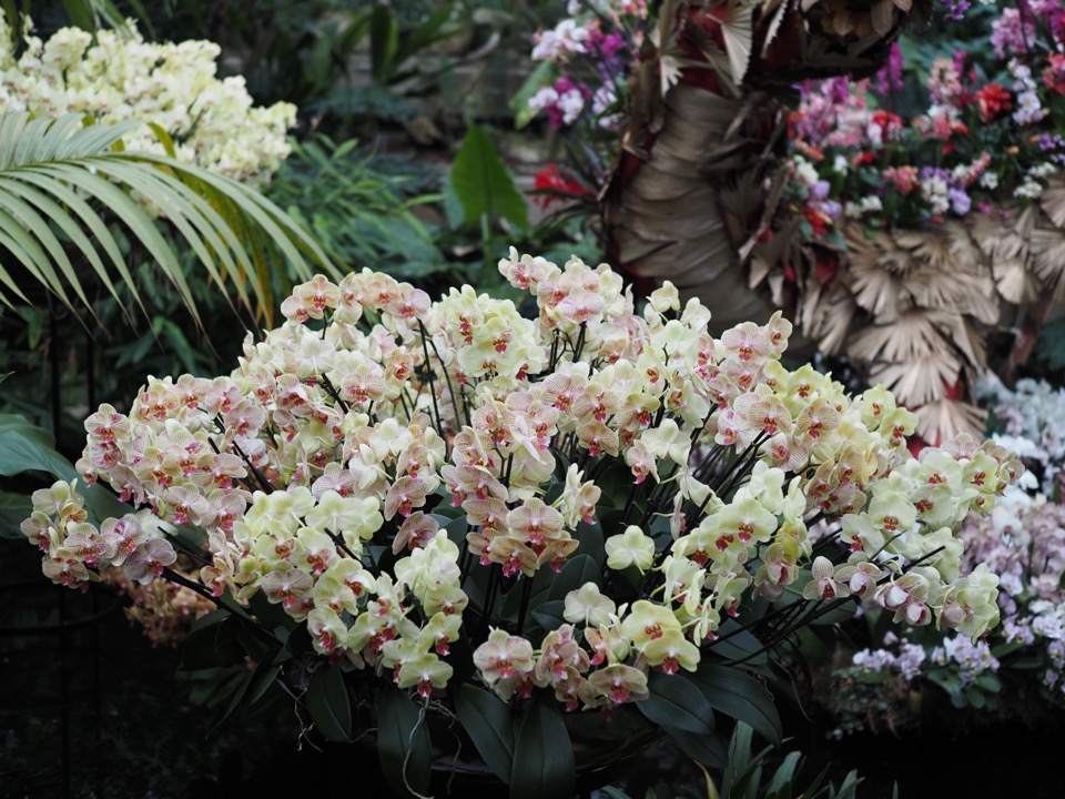 festival des orchidees kew gardens