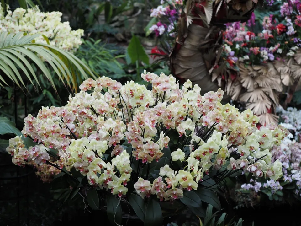 festival des orchidees kew gardens