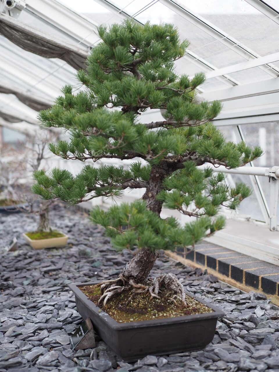 bonzai kew gardens