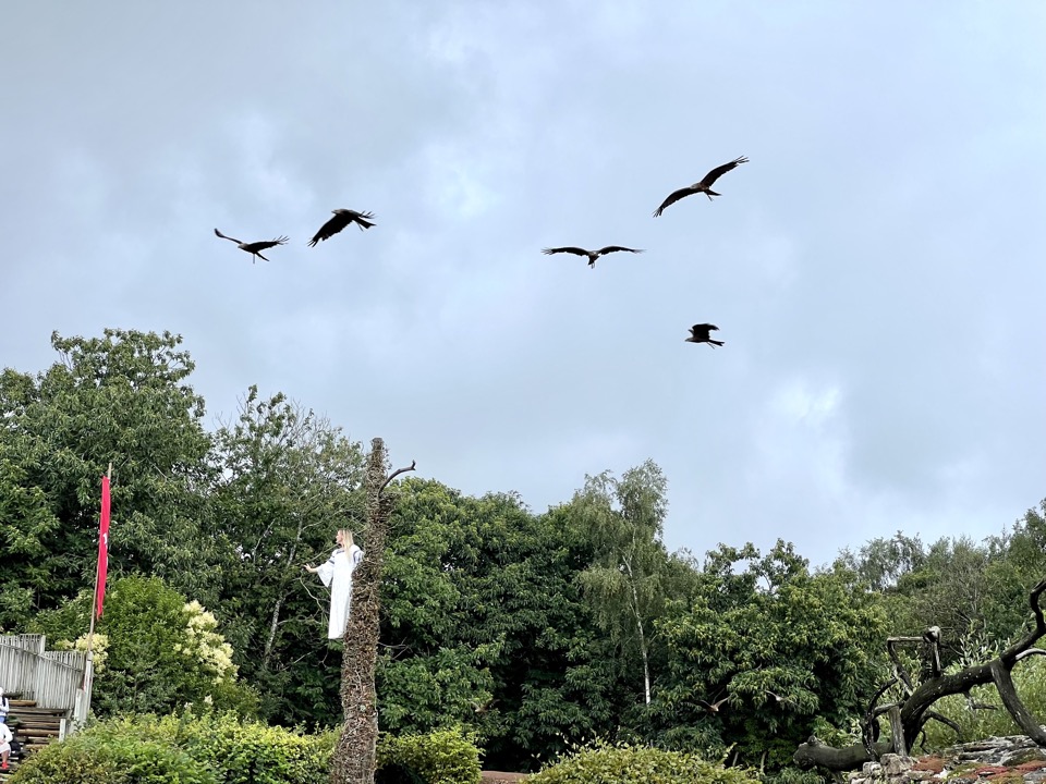 rapaces puy du fou