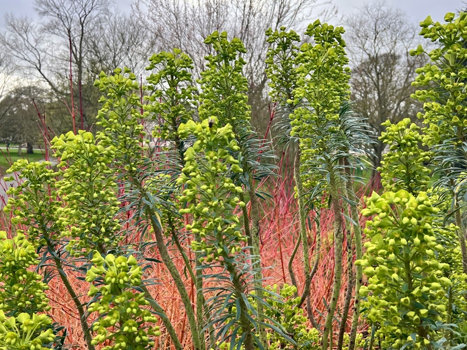 jardin hiver