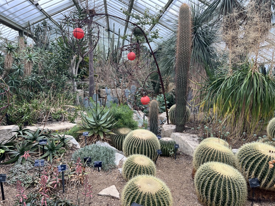 cactus