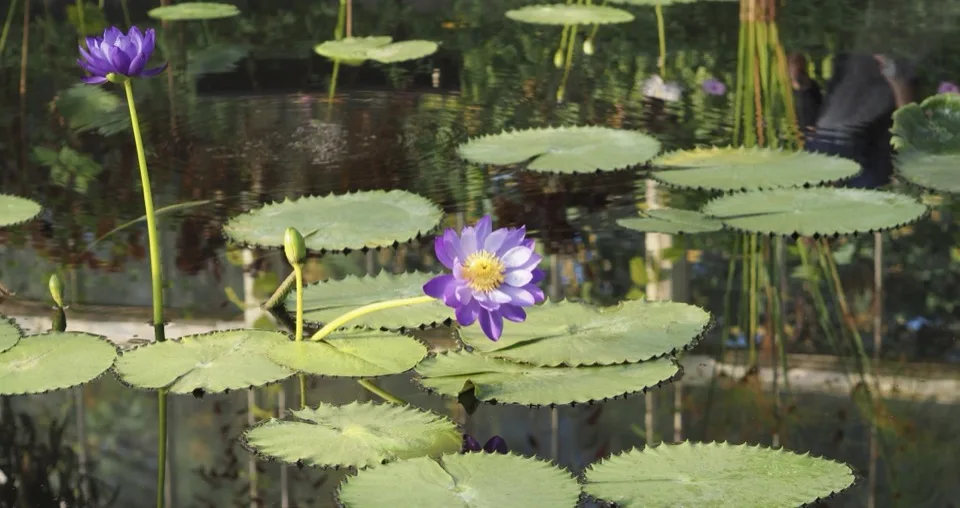 Kew Gardens en une demi-journée