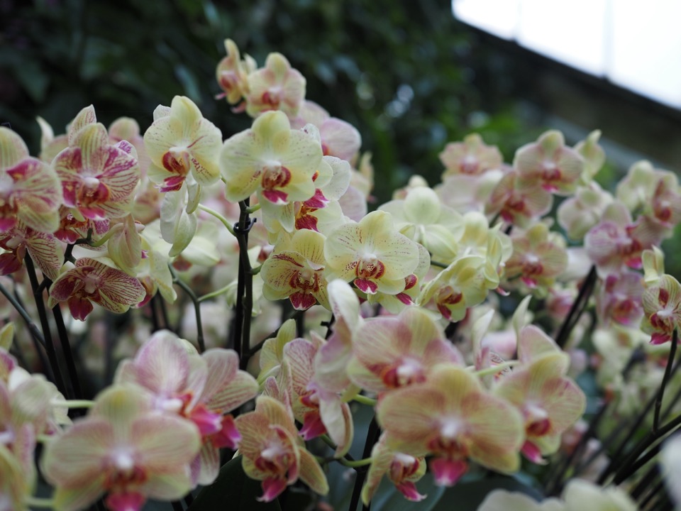 festival des orchidees kew gardens