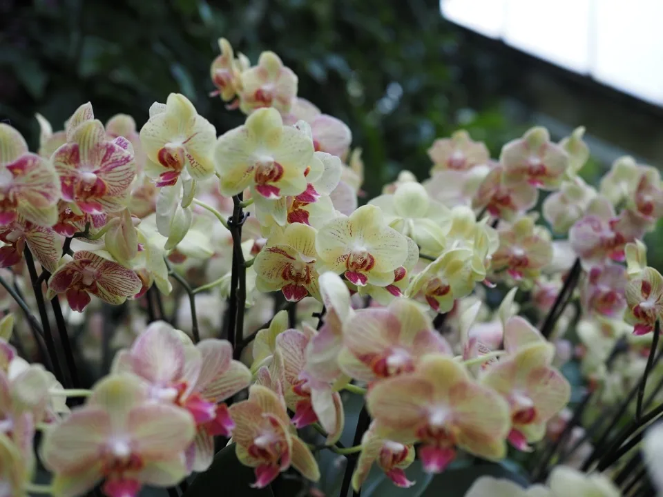 festival des orchidees kew gardens