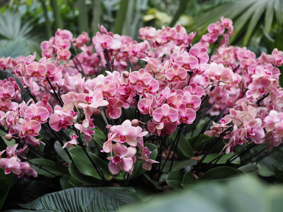 festival des orchidees kew gardens