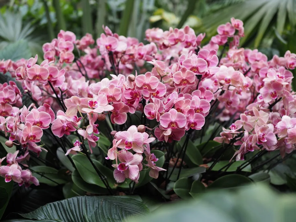 festival des orchidees kew gardens