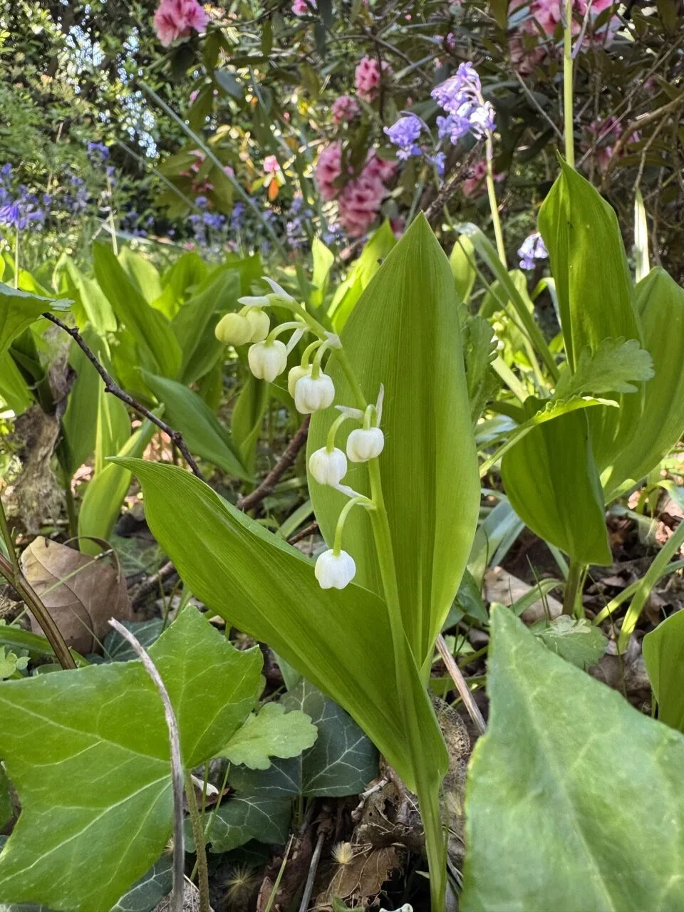 muguet