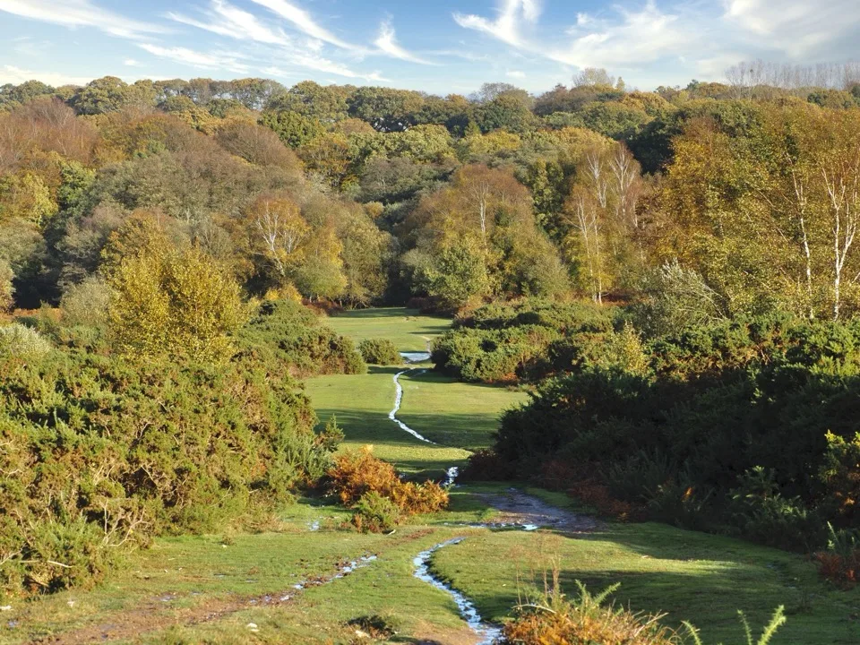 new forest