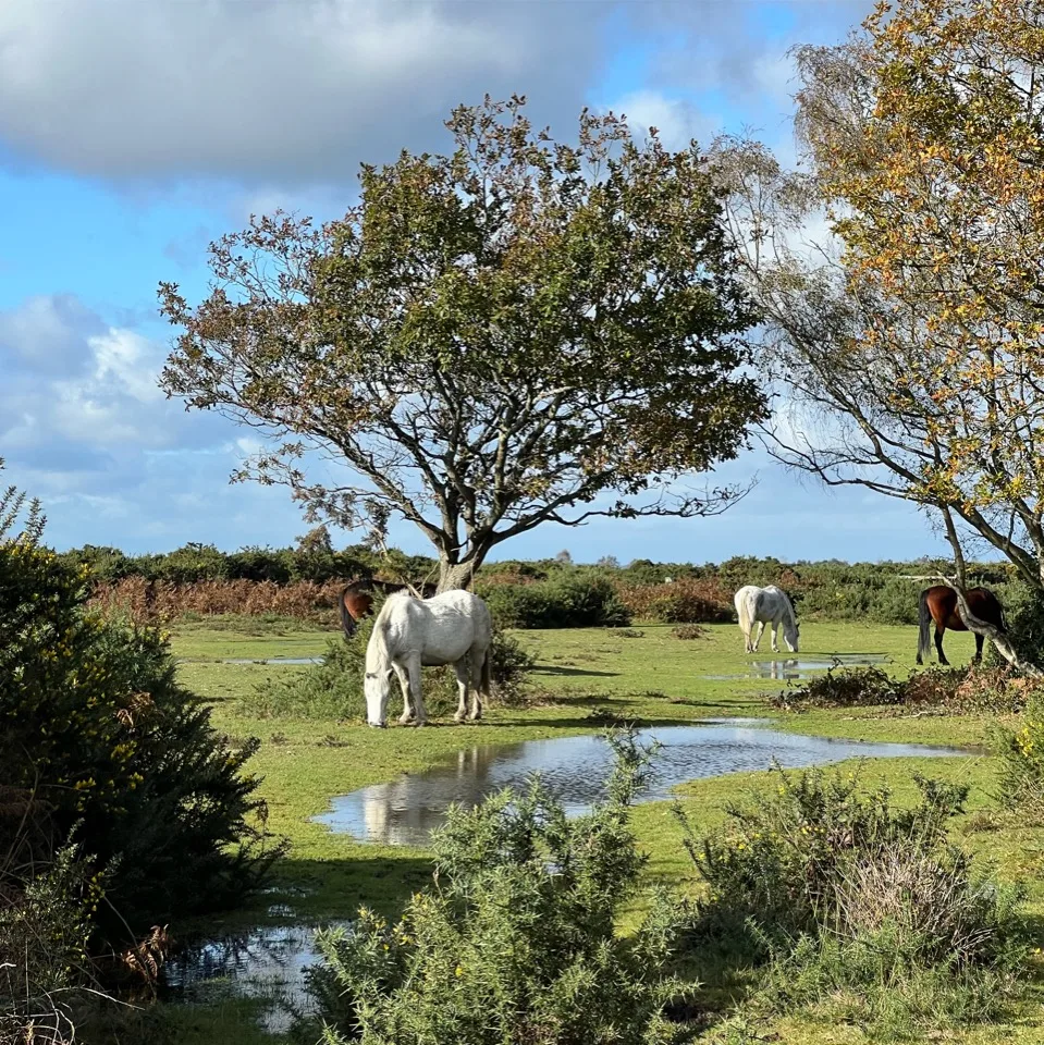 Poneys près d’une mare dans la New Forest