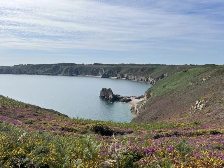 Bucht mit blühender Heide am Cap Fréhel