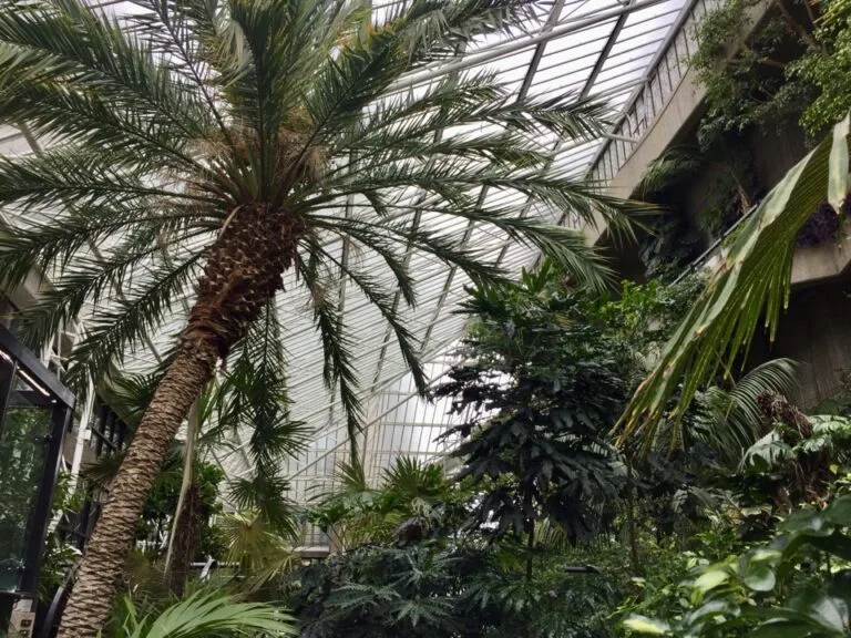 Palmiers sous la verrière du conservatoire du Barbican