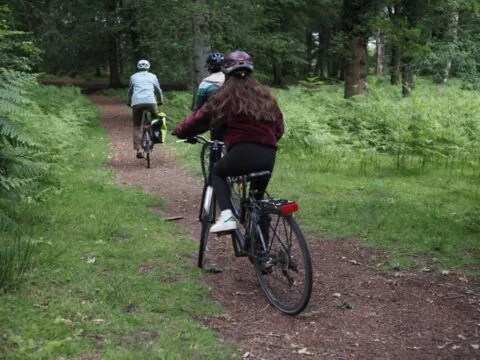 A family cycling loop to discover the tall trees and ponies of the New Forest