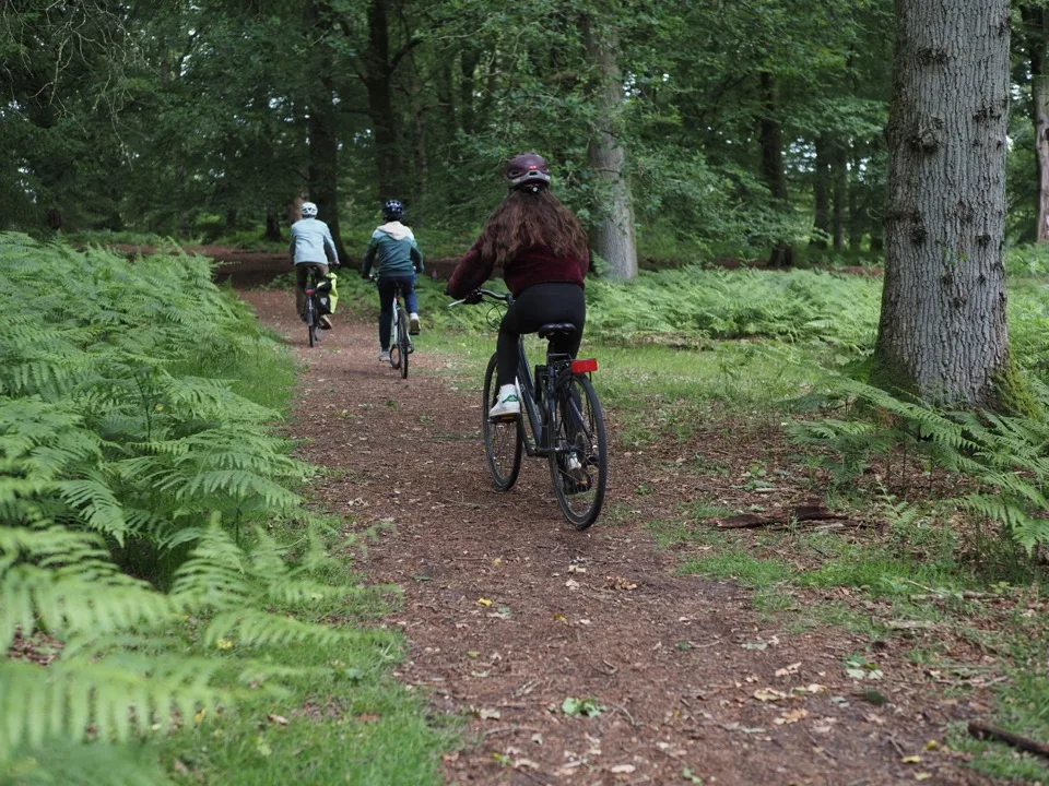 cycling in the New Forest