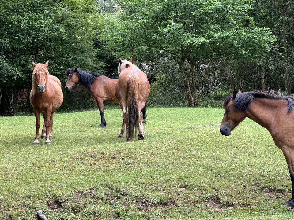cycling in the New Forest