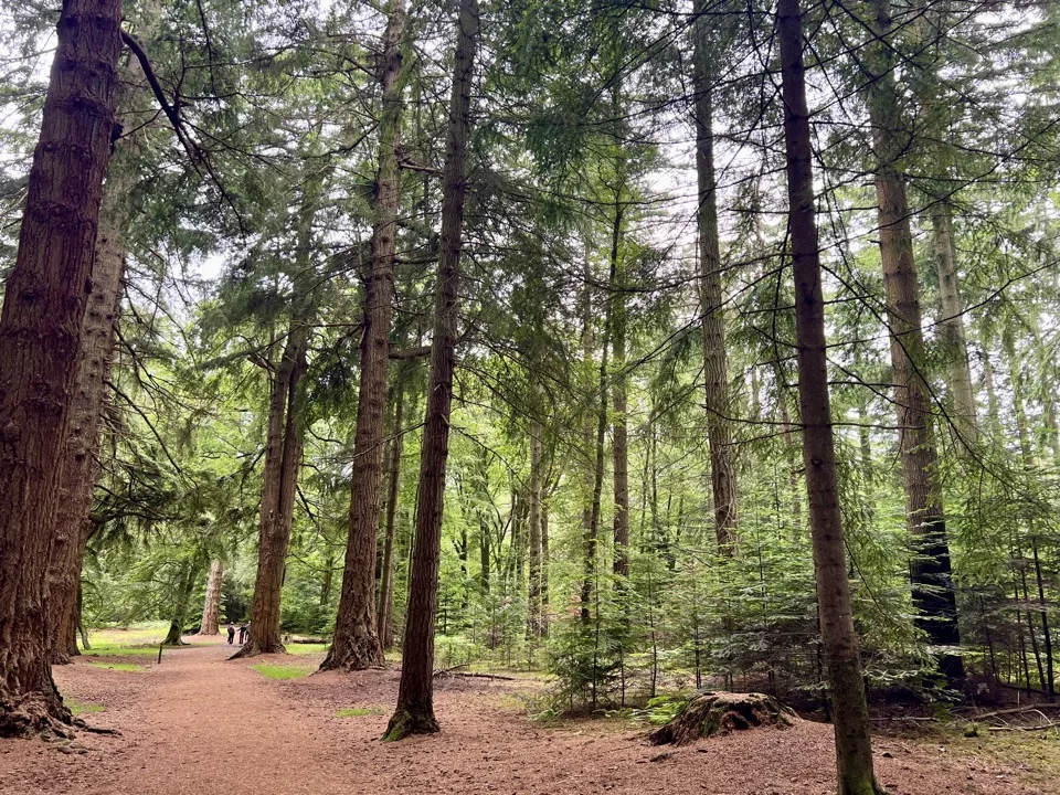 cycling in the New Forest