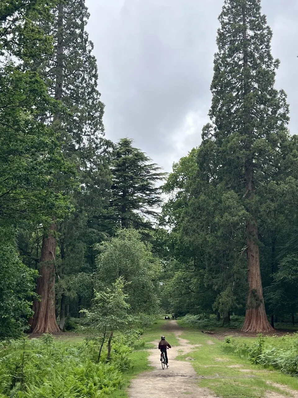 vélo en famille dans la New Forest