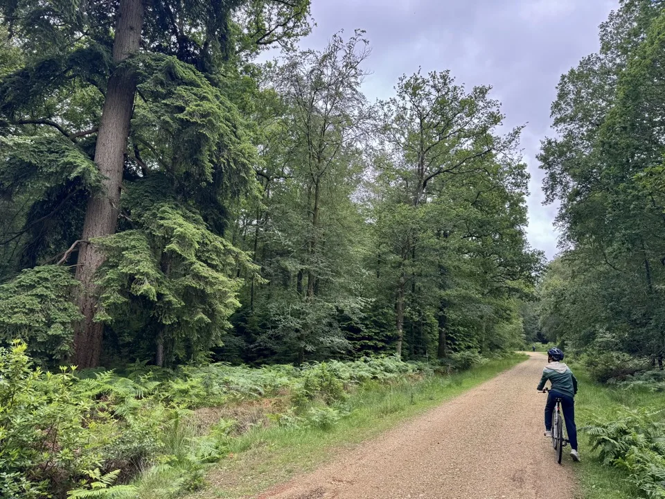 cycling in the New Forest