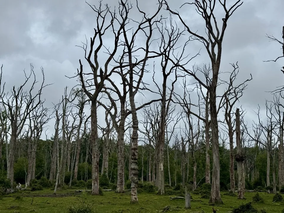 cycling in the New Forest