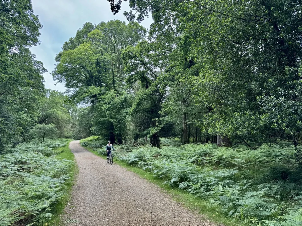 cycling in the New Forest