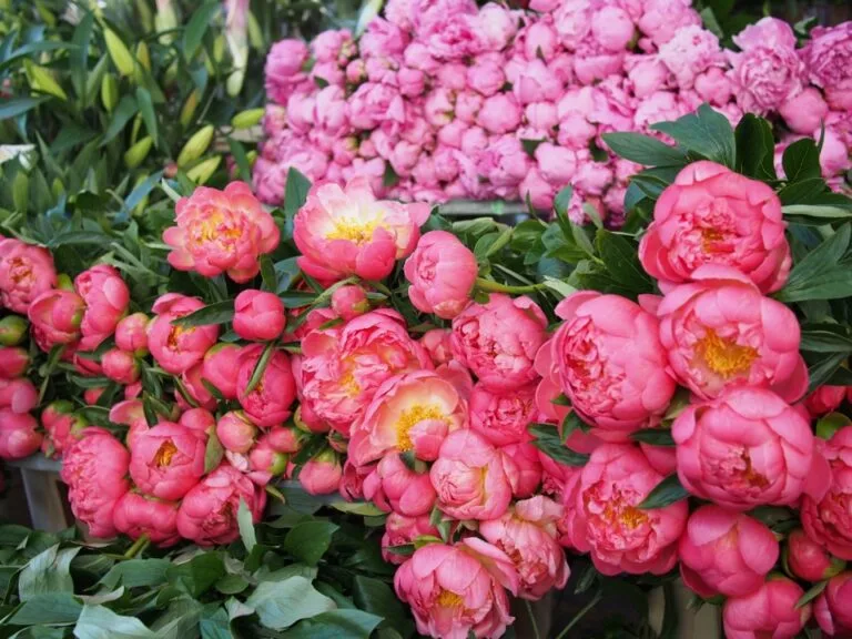 Bouquets de fleurs roses au marché de Columbia Road