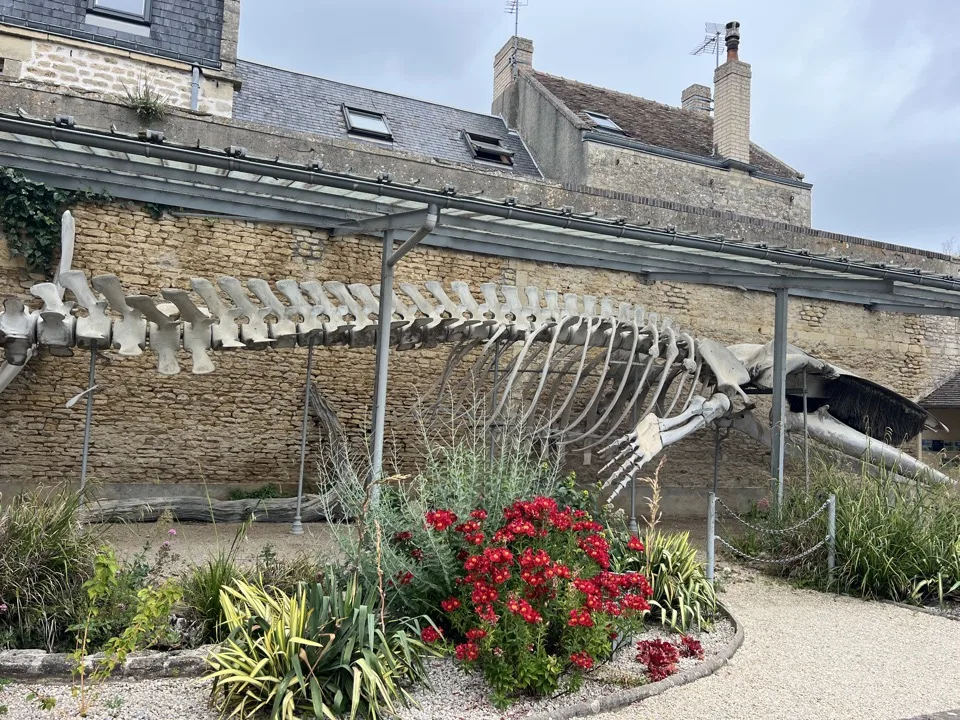 baleine_luc_sur_mer
