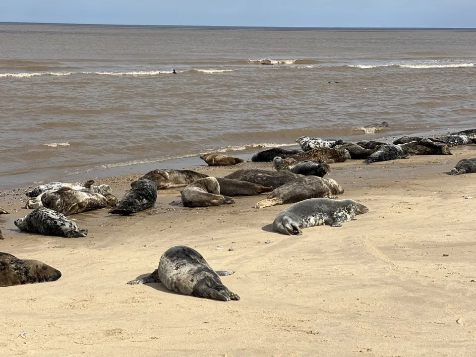 Norfolk en famille