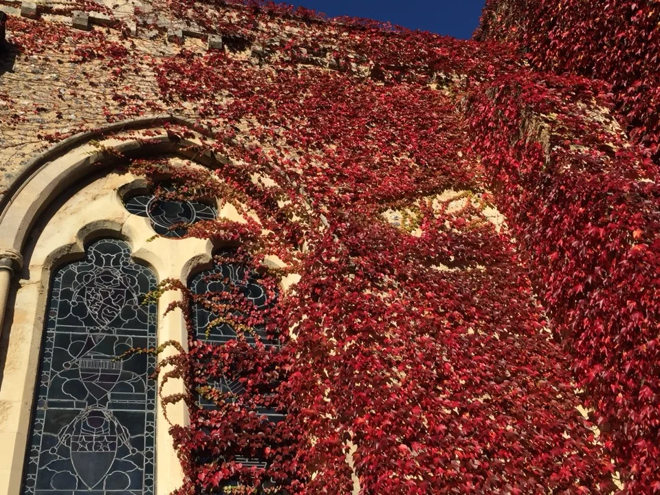 feuilles d'automne sur cathedrale de winchester